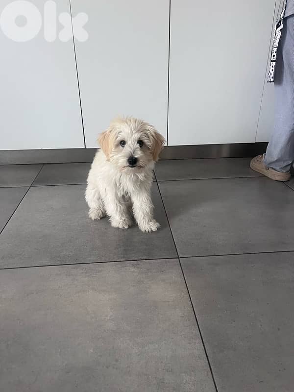Maltipoo Bichon 1