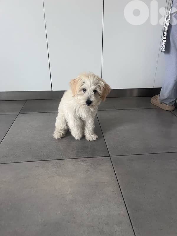 Maltipoo Bichon 2