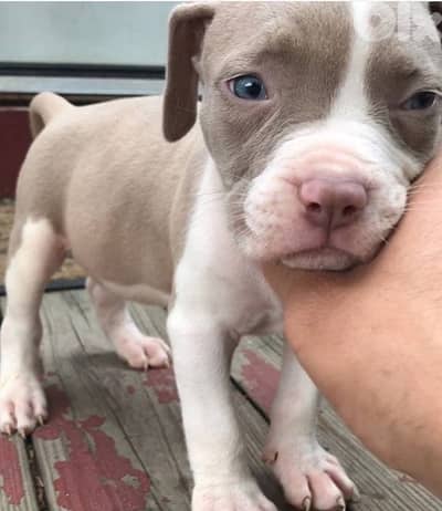 Pitbull puppy blue fawn