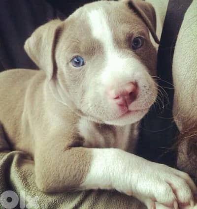 blue Fawn pitbull puppy