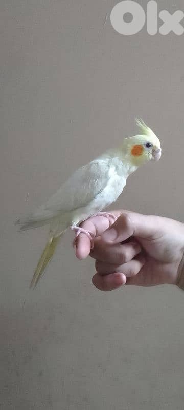 كروان لاتينو عيون حمر مروض 0