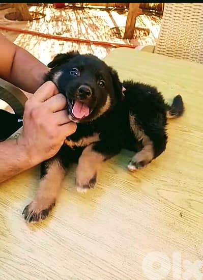 German Shepherd puppy / 81783237