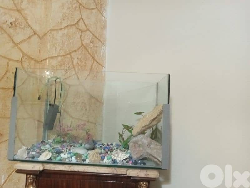 حواض سمك  كبير وحلو 0