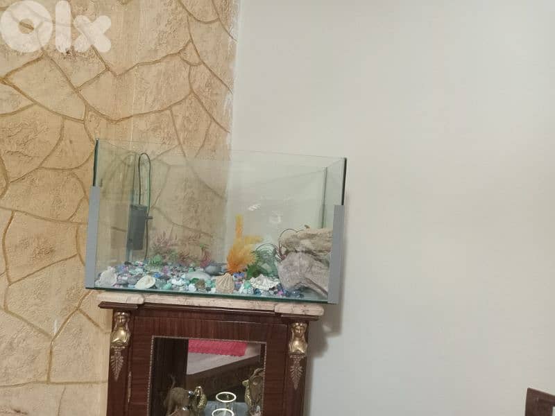 حواض سمك  كبير وحلو 1