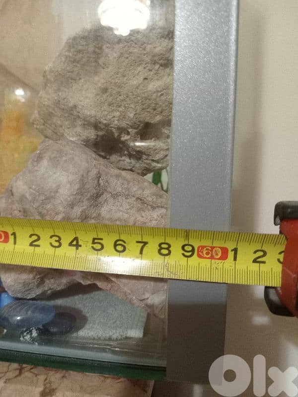 حواض سمك  كبير وحلو 3