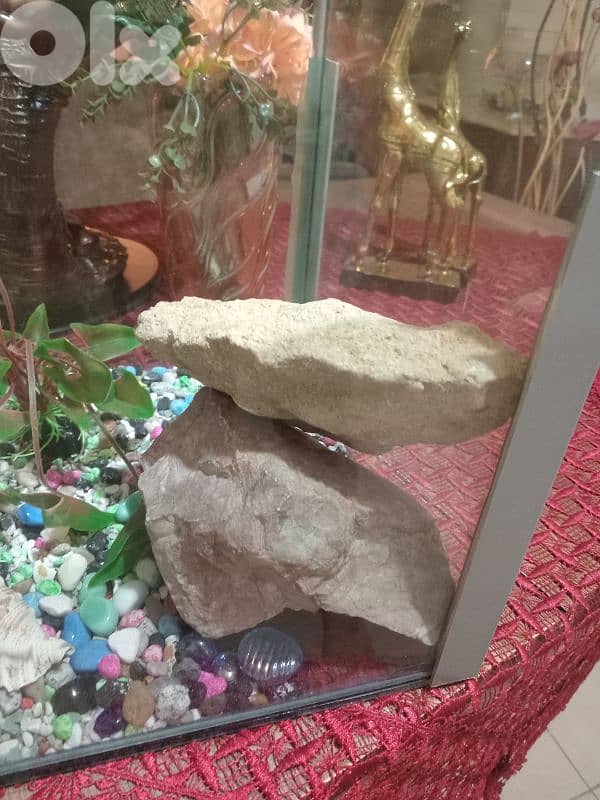 حواض سمك  كبير وحلو 4