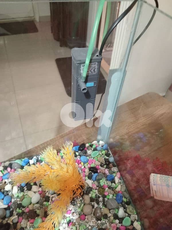 حواض سمك  كبير وحلو 5