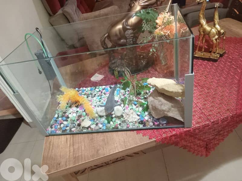 حواض سمك  كبير وحلو 6