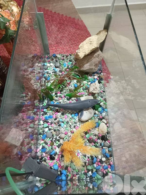 حواض سمك  كبير وحلو 7