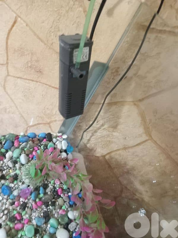 حواض سمك  كبير وحلو 10