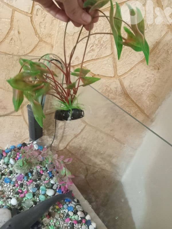 حواض سمك  كبير وحلو 11