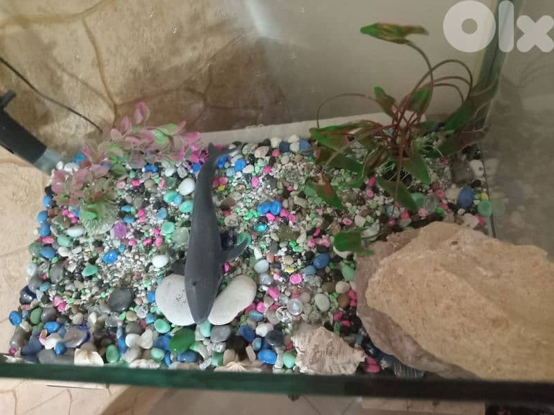 حواض سمك  كبير وحلو 12