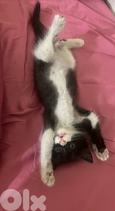 Kitten for adoption/ للتبني