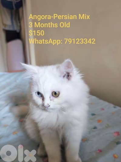 Angora Persian Mix