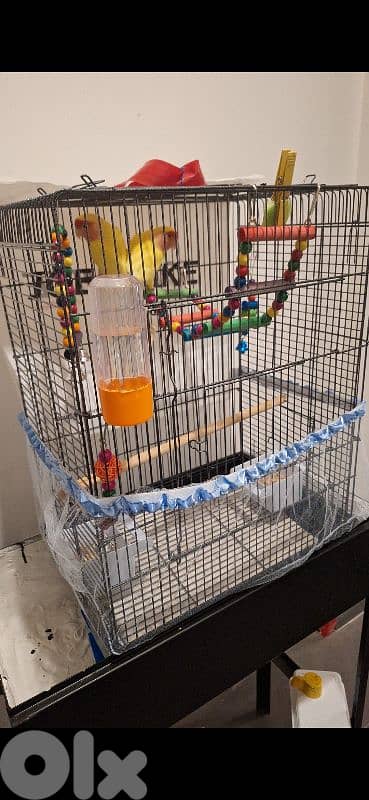 Parrot Rose (Male & Female)