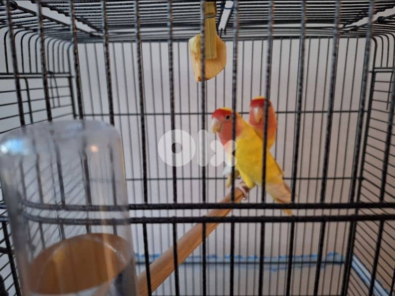 Parrot Rose (Male & Female) 1