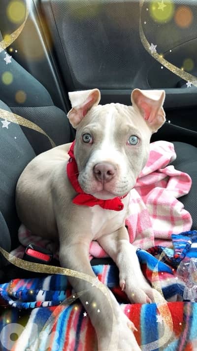 pitbull puppy blue fawn