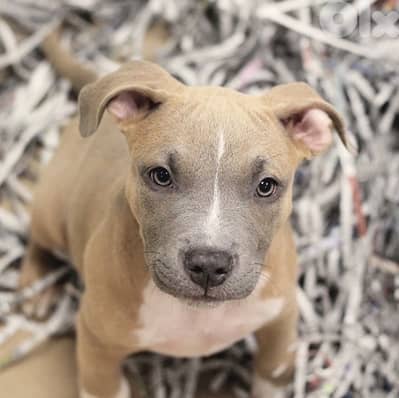 Pitbull puppy blue fawn