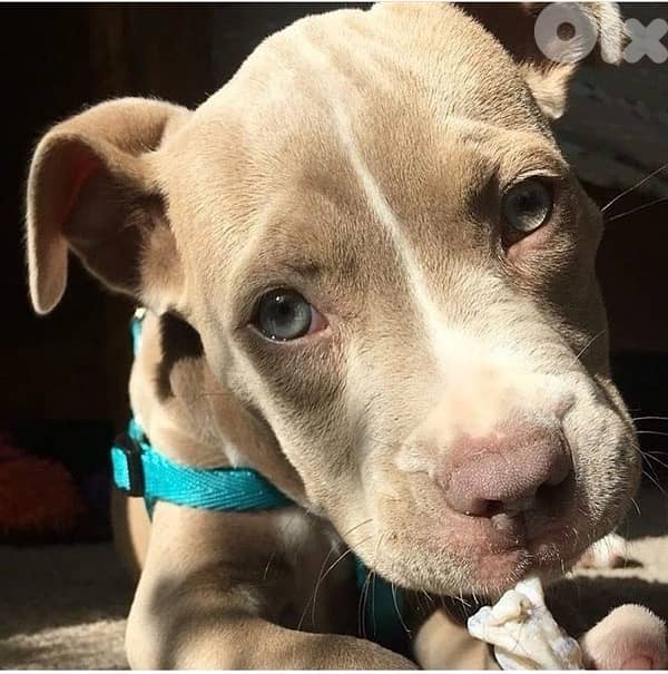 Pitbull blue eyes puppy 0