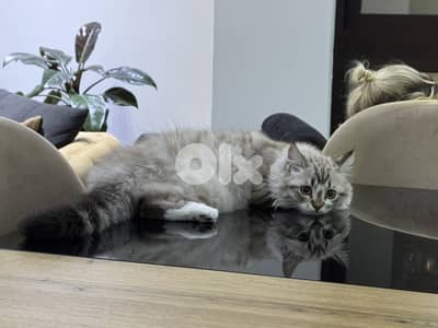 ragdoll female for sale