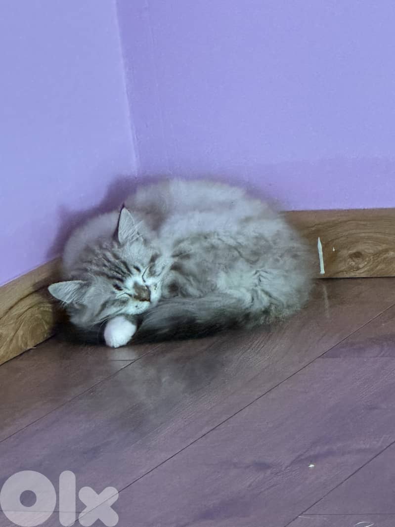 ragdoll female for sale 1