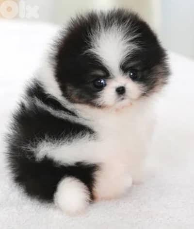 pomeranian teacup