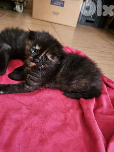 for sale please read