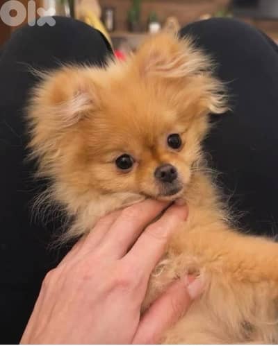 pomeranian for sale