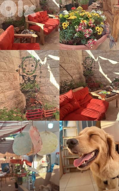 Cookie healthy smart lovable playful adorable dog