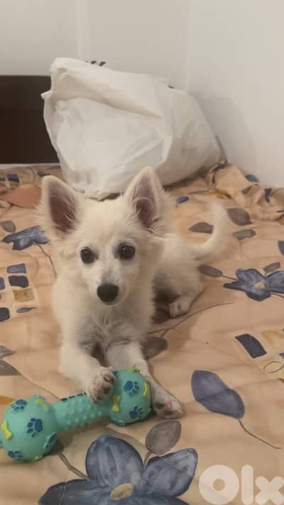 puppy for sale