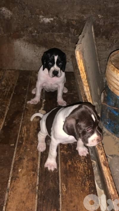 pointer for sale