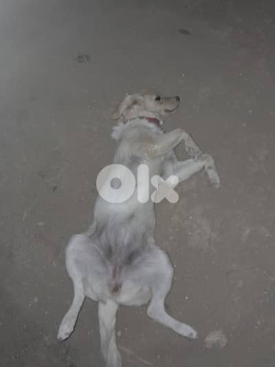 perouch female 2