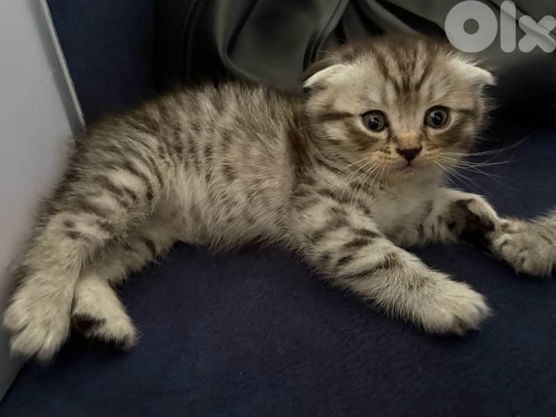 For sale 0