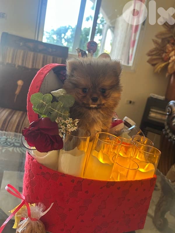 mini pomeranian 0