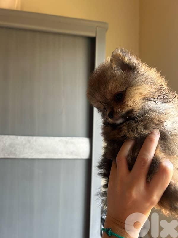 mini pomeranian 3