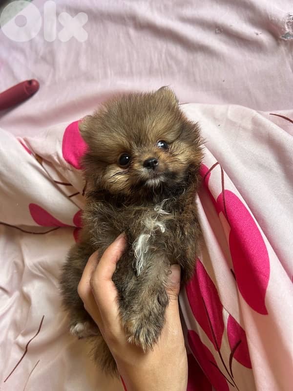 mini pomeranian 4