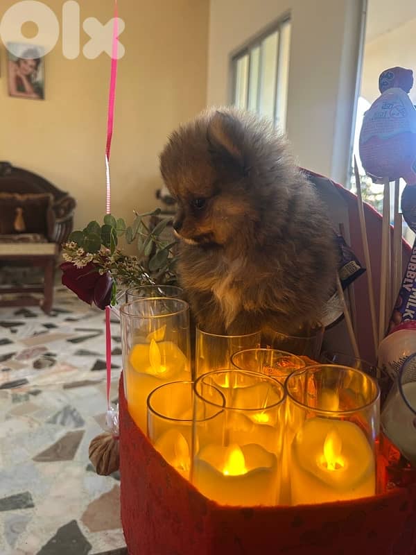 mini pomeranian 5