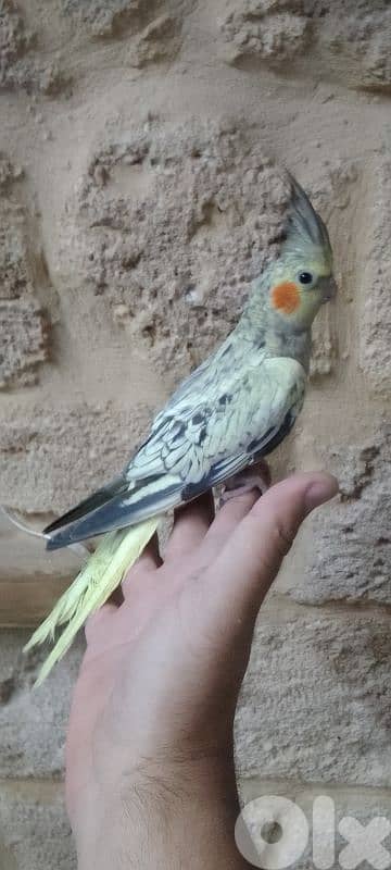 دكر كروان ايزابيل