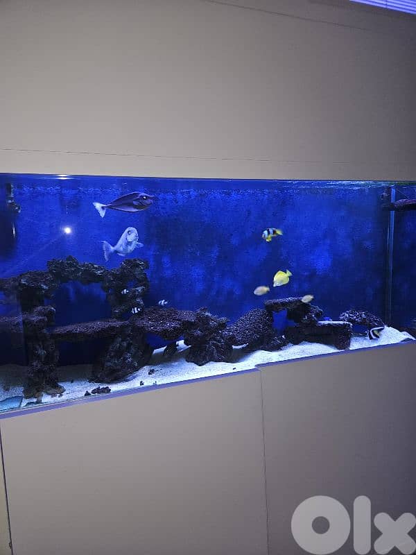 salt water aquarium for sale 0
