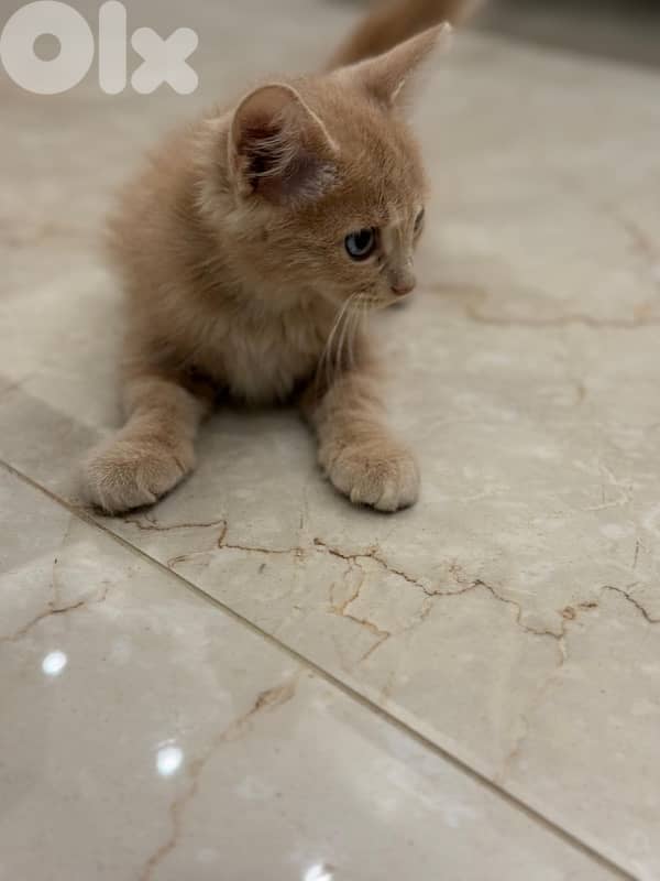 cat British 3