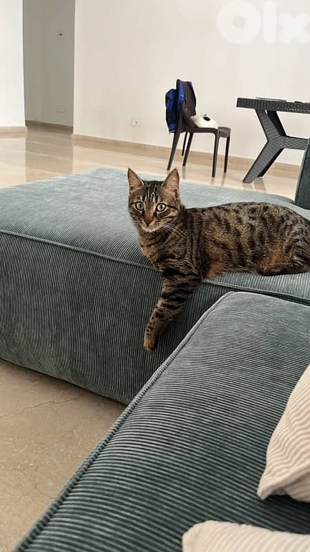 Cat for adoption. URGENT. Traveling abroad and keep my cats. 1