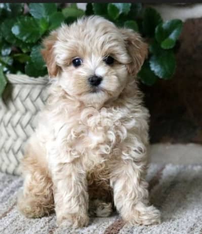 maltipoo