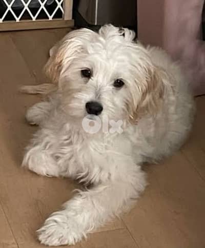 maltipoo