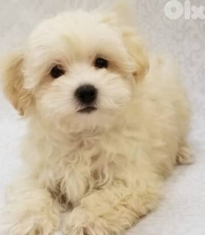 maltipoo