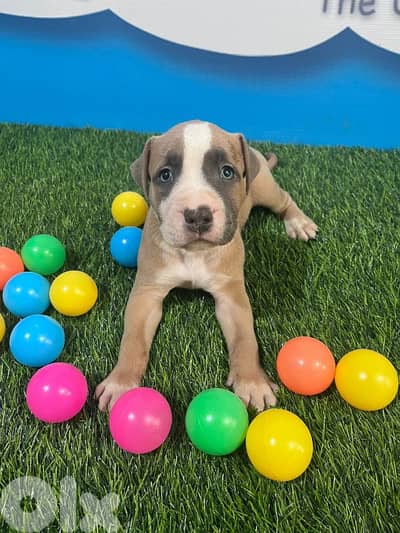 MALE PITBULL FOR SALE