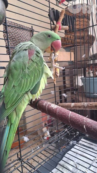 alexandrine parrot درة نيبالي