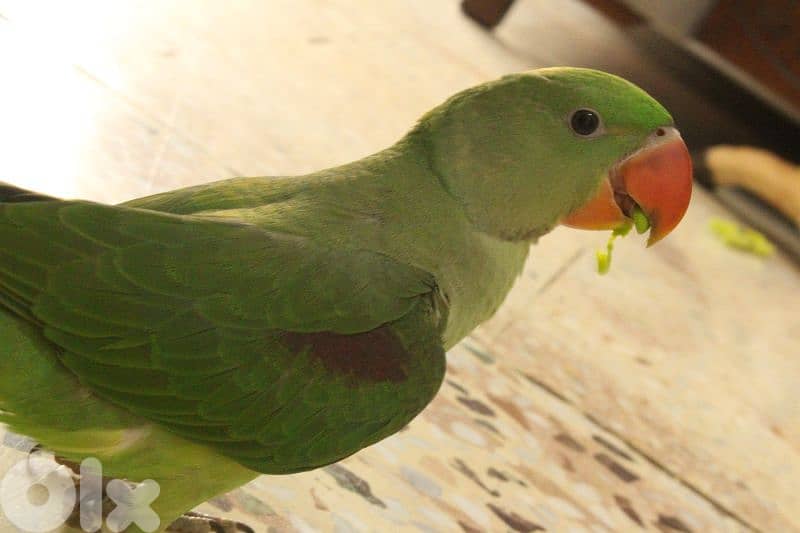 alexandrine parrot درة نيبالي 3
