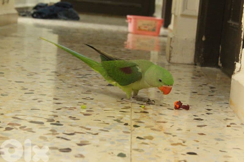 alexandrine parrot درة نيبالي (with cage) bird 450$ - cage 150$ 6