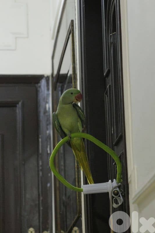 alexandrine parrot درة نيبالي 6