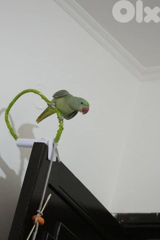 alexandrine parrot درة نيبالي 7